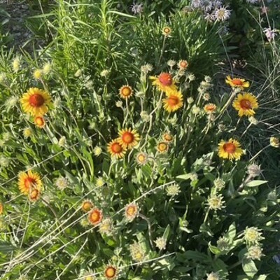 The pollinator garden really worked!