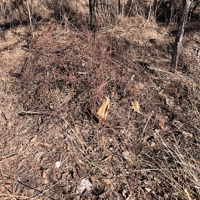 Buried trash (wire fence)